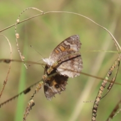 Junonia villida at Namadgi National Park - 12 Apr 2024 01:30 PM