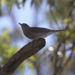 Colluricincla harmonica (Grey Shrikethrush) at Tharwa, ACT - 12 Apr 2024 by RodDeb