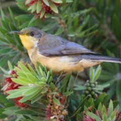 Acanthorhynchus tenuirostris (Eastern Spinebill) at Namadgi National Park - 12 Apr 2024 by RodDeb