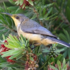 Acanthorhynchus tenuirostris at Namadgi National Park - 12 Apr 2024