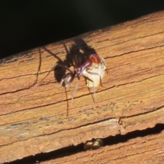 Iridomyrmex purpureus (Meat Ant) at Tharwa, ACT - 12 Apr 2024 by RodDeb