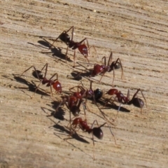 Iridomyrmex purpureus at Namadgi National Park - 12 Apr 2024 01:57 PM