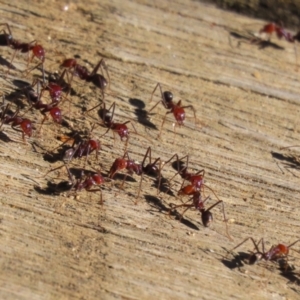 Iridomyrmex purpureus at Namadgi National Park - 12 Apr 2024 01:57 PM