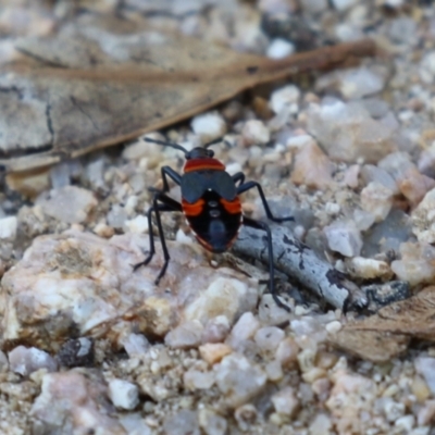 Dindymus versicolor at Tharwa, ACT - 12 Apr 2024 by RodDeb