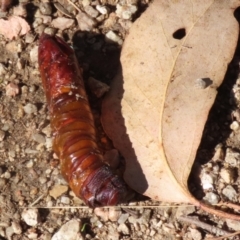 Hepialidae (family) IMMATURES at Namadgi National Park - 12 Apr 2024 02:18 PM