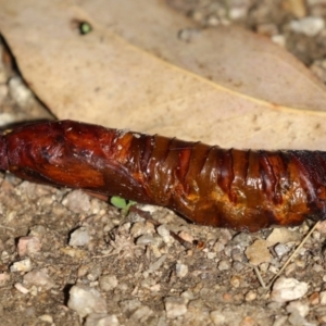 Hepialidae (family) IMMATURES at Namadgi National Park - 12 Apr 2024 02:18 PM