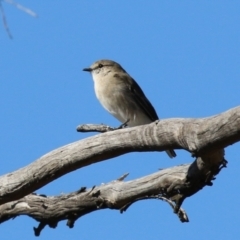 Microeca fascinans (Jacky Winter) at Tharwa, ACT - 12 Apr 2024 by RodDeb