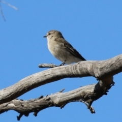 Microeca fascinans at Namadgi National Park - 12 Apr 2024