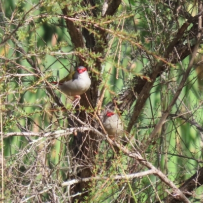 Neochmia temporalis (Red-browed Finch) at Namadgi National Park - 12 Apr 2024 by RodDeb