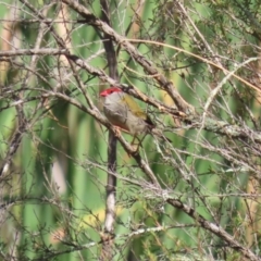 Neochmia temporalis at Namadgi National Park - 12 Apr 2024