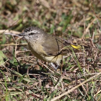 Acanthiza chrysorrhoa (Yellow-rumped Thornbill) at Tharwa, ACT - 12 Apr 2024 by RodDeb