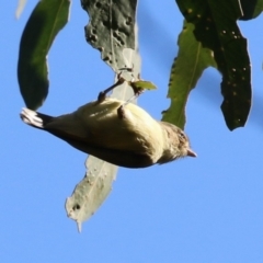 Smicrornis brevirostris (Weebill) at Tharwa, ACT - 12 Apr 2024 by RodDeb