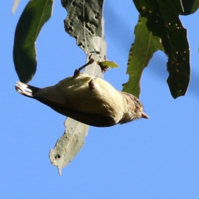 Smicrornis brevirostris (Weebill) at Namadgi National Park - 12 Apr 2024 by RodDeb