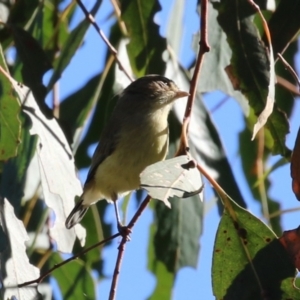 Smicrornis brevirostris at Namadgi National Park - 12 Apr 2024