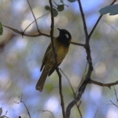 Nesoptilotis leucotis (White-eared Honeyeater) at Tharwa, ACT - 12 Apr 2024 by RodDeb