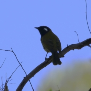 Nesoptilotis leucotis at Namadgi National Park - 12 Apr 2024