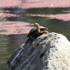 Chelodina longicollis at Namadgi National Park - 12 Apr 2024 01:51 PM