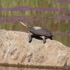 Chelodina longicollis at Namadgi National Park - 12 Apr 2024 01:51 PM