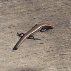 Lampropholis delicata at Namadgi National Park - 12 Apr 2024