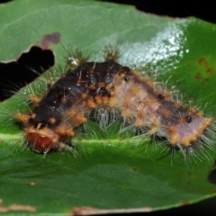 Lepidoptera unclassified IMMATURE (caterpillar or pupa or cocoon) at Capalaba, QLD - 17 Mar 2024 by TimL