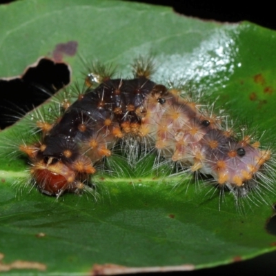 Lepidoptera unclassified IMMATURE (caterpillar or pupa or cocoon) at Capalaba, QLD - 17 Mar 2024 by TimL