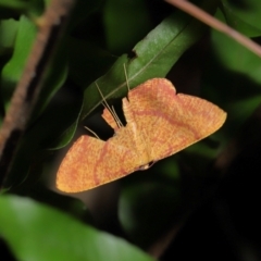 Eumelea rosalia (A Geometrid moth (Oenochrominae)) at Capalaba, QLD - 17 Mar 2024 by TimL