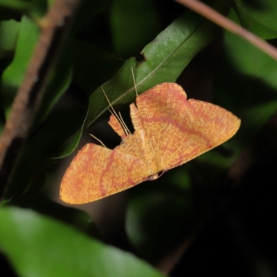 Eumelea rosalia (A Geometrid moth (Oenochrominae)) at Capalaba, QLD - 17 Mar 2024 by TimL