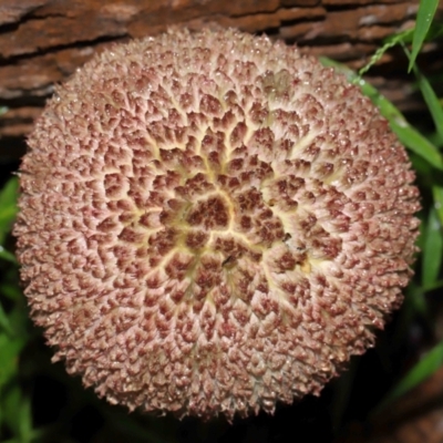 Unidentified Cap on a stem; pores below cap [boletes & stemmed polypores] at Capalaba, QLD - 17 Mar 2024 by TimL