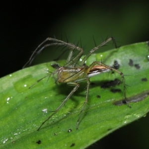 Oxyopes (genus) at Capalaba, QLD - 17 Mar 2024 11:18 AM