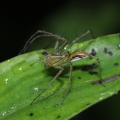 Unidentified Other hunting spider at Capalaba, QLD - 17 Mar 2024 by TimL