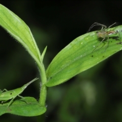 Oxyopes (genus) at Capalaba, QLD - 17 Mar 2024 11:18 AM