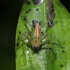 Oxyopes (genus) at Capalaba, QLD - 17 Mar 2024 11:18 AM