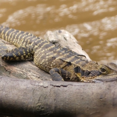 Intellagama lesueurii lesueurii (Eastern Water Dragon) at Wingecarribee Local Government Area - 8 Apr 2024 by Curiosity