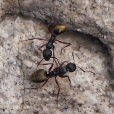 Dolichoderus doriae (Dolly ant) at Colo Vale - 8 Apr 2024 by Curiosity