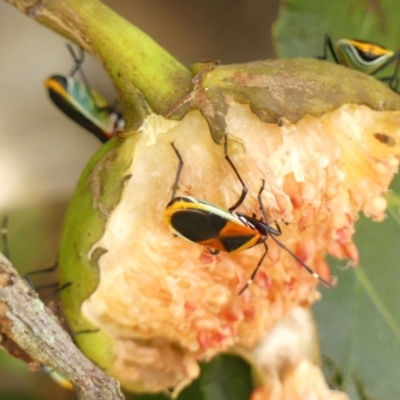 Dindymus versicolor (Harlequin Bug) at Colo Vale - 8 Apr 2024 by Curiosity