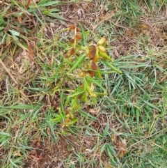 Xanthium spinosum (Bathurst Burr) at Jerrabomberra Wetlands - 13 Apr 2024 by Jiggy
