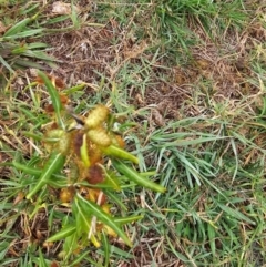 Xanthium spinosum at Jerrabomberra Wetlands - 13 Apr 2024