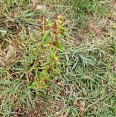 Xanthium spinosum at Jerrabomberra Wetlands - 13 Apr 2024