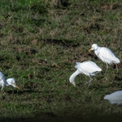 Bubulcus coromandus (Eastern Cattle Egret) at Strzelecki, VIC - 24 Jul 2018 by Petesteamer