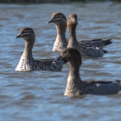 Chenonetta jubata (Australian Wood Duck) at Poowong East, VIC - 24 Jul 2018 by Petesteamer