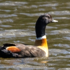 Tadorna tadornoides (Australian Shelduck) at Poowong East, VIC - 10 Oct 2018 by Petesteamer