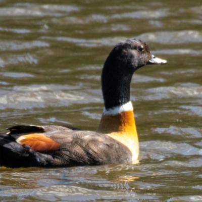 Tadorna tadornoides (Australian Shelduck) at Poowong East, VIC - 10 Oct 2018 by Petesteamer