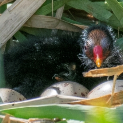 Gallinula tenebrosa (Dusky Moorhen) at Poowong East, VIC - 10 Oct 2018 by Petesteamer