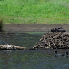 Cygnus atratus (Black Swan) at Poowong North, VIC - 10 Oct 2018 by Petesteamer