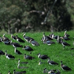 Threskiornis spinicollis (Straw-necked Ibis) at Poowong North, VIC - 11 Oct 2018 by Petesteamer