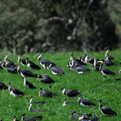 Threskiornis spinicollis (Straw-necked Ibis) at Poowong North, VIC - 11 Oct 2018 by Petesteamer