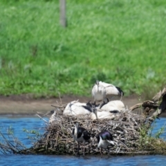 Threskiornis molucca (Australian White Ibis) at Poowong North, VIC - 10 Oct 2018 by Petesteamer