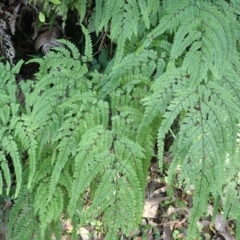 Adiantum formosum (Black Stem, Black-stem Maidenhair) at Otford, NSW - 12 Apr 2024 by plants
