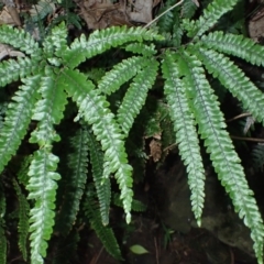 Adiantum hispidulum var. hispidulum (Rough Maidenhair) at Otford, NSW - 12 Apr 2024 by plants