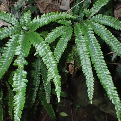 Adiantum hispidulum var. hispidulum (Rough Maidenhair) at Otford, NSW - 12 Apr 2024 by plants